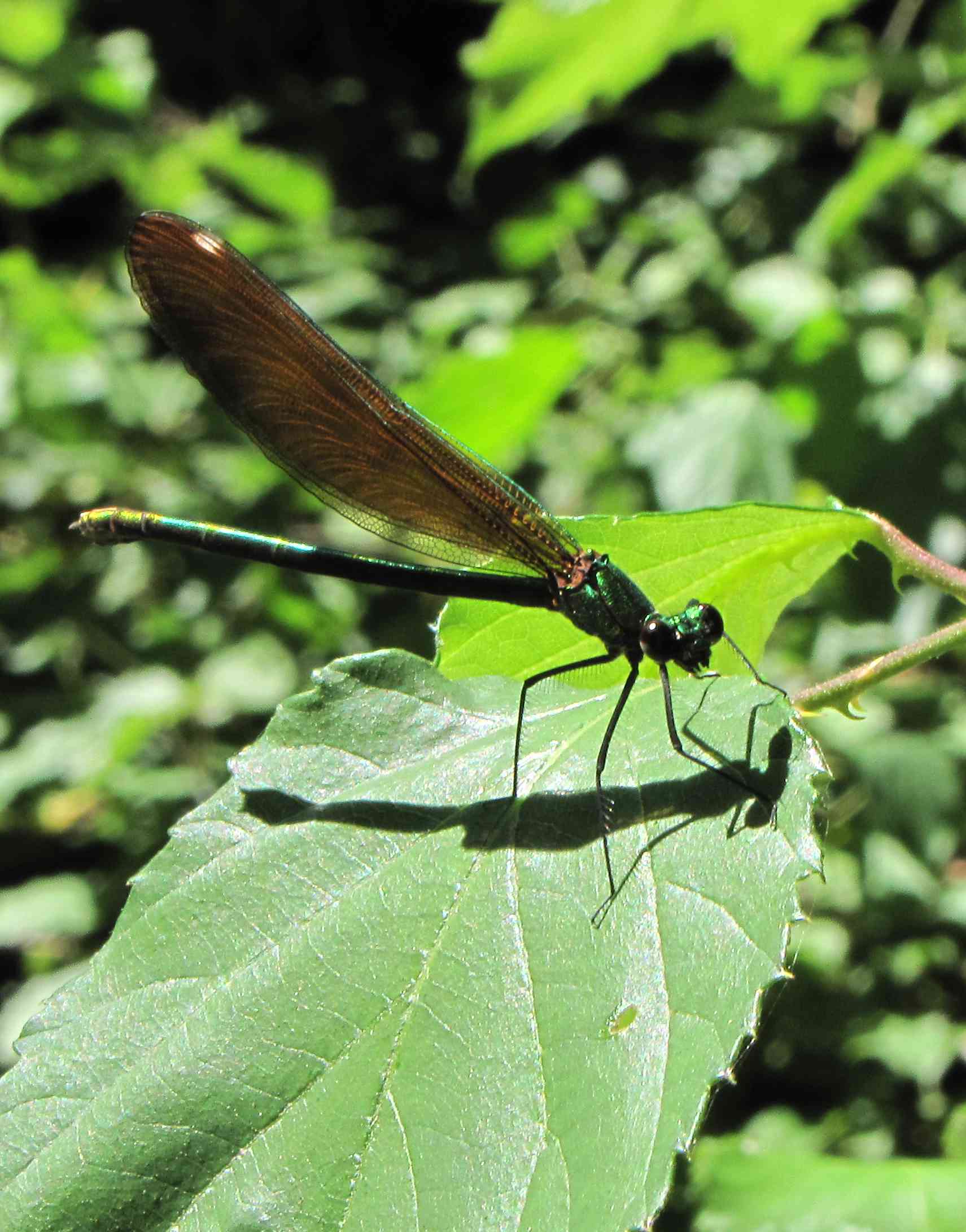 calopteryx